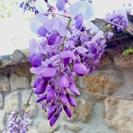 I Gelsi Di Colombata Locazione Turistica Breve In Campagna Casa de Férias *