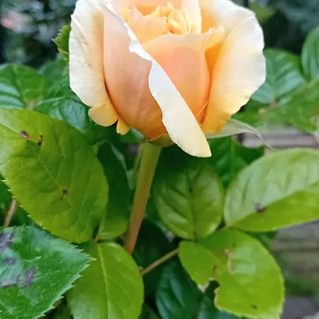 Tatil Evi I Gelsi Di Colombata Locazione Turistica Breve In Campagna Narni