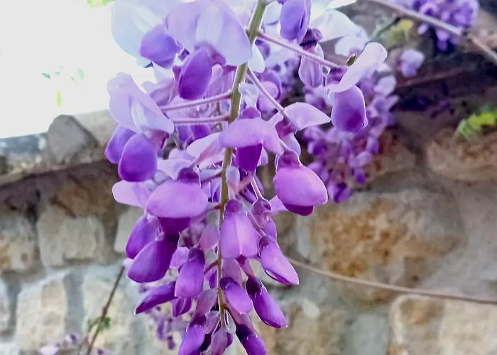 I Gelsi Di Colombata Locazione Turistica Breve In Campagna Сasa de vacaciones *